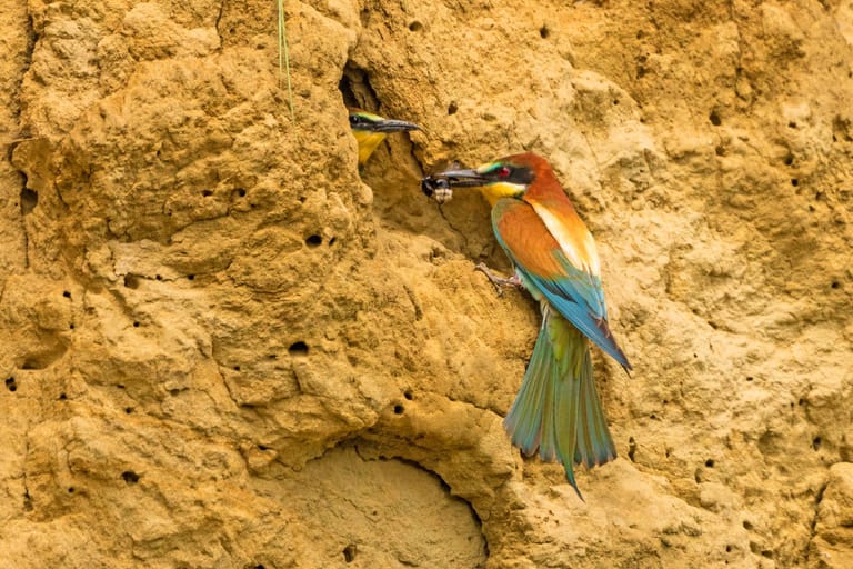 Der Vogel baut sich sein Nest gerne in Kies- und Sandgruben.