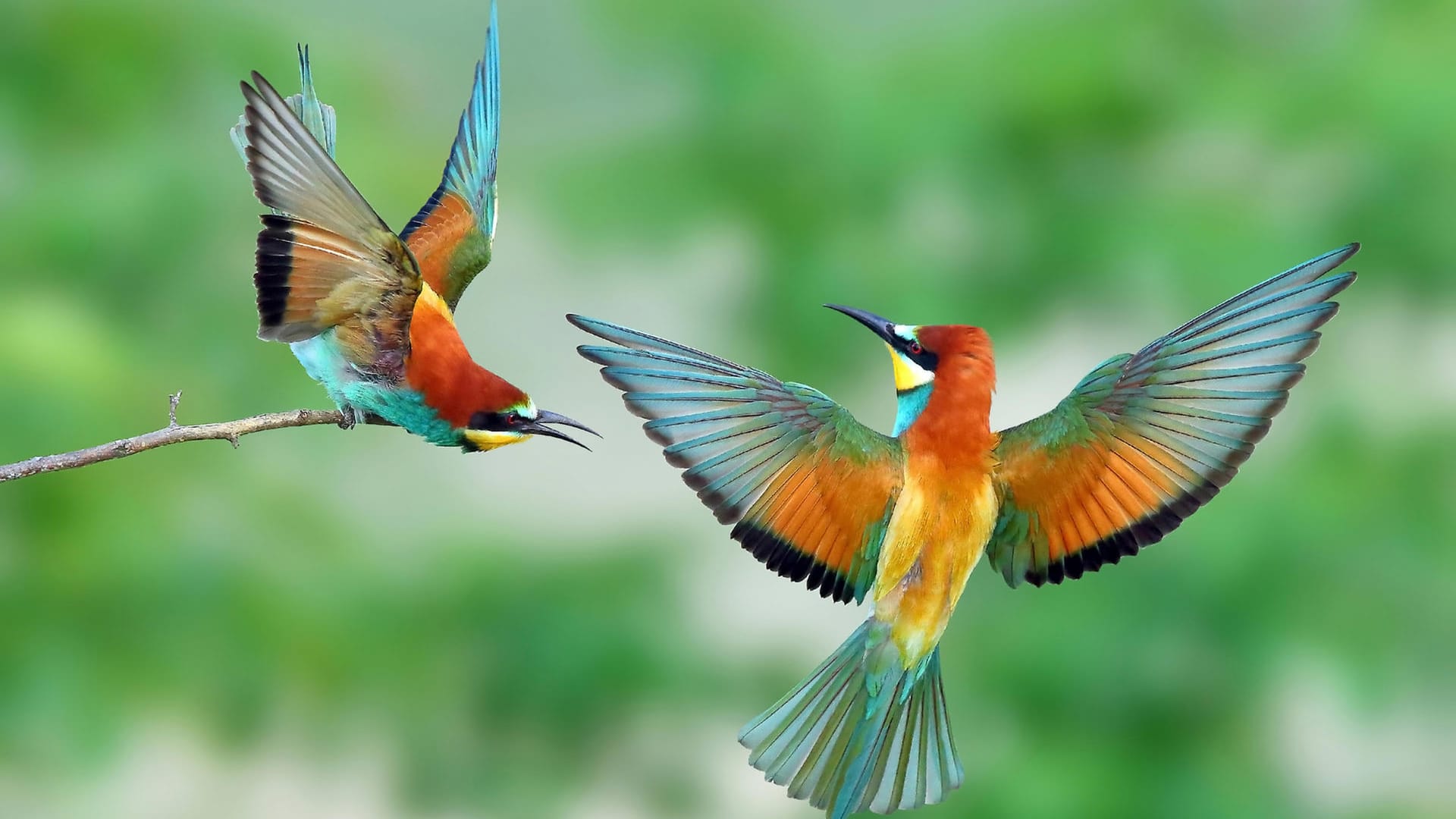 Bienenfresser: Der Zugvogel ist in den letzten Jahren immer öfter auch in Sachsen-Anhalt und Rheinland-Pfalz aufgetaucht.