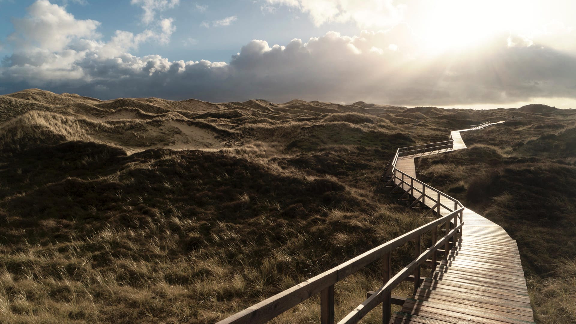 Die Bohlenwege auf Amrum führen durch die Heide und die Dünen. Über sie gelangen Besucher zum Strand, zu den Aussichtsdünen und zum Leuchtturm.