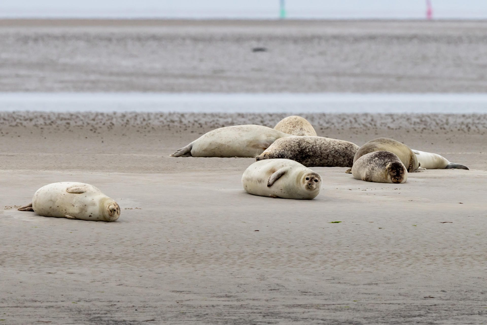 Im Sommer sammeln sich die Seehunde auf den Sandbänken im Wattenmeer, um sich um ihren Nachwuchs zu kümmern.