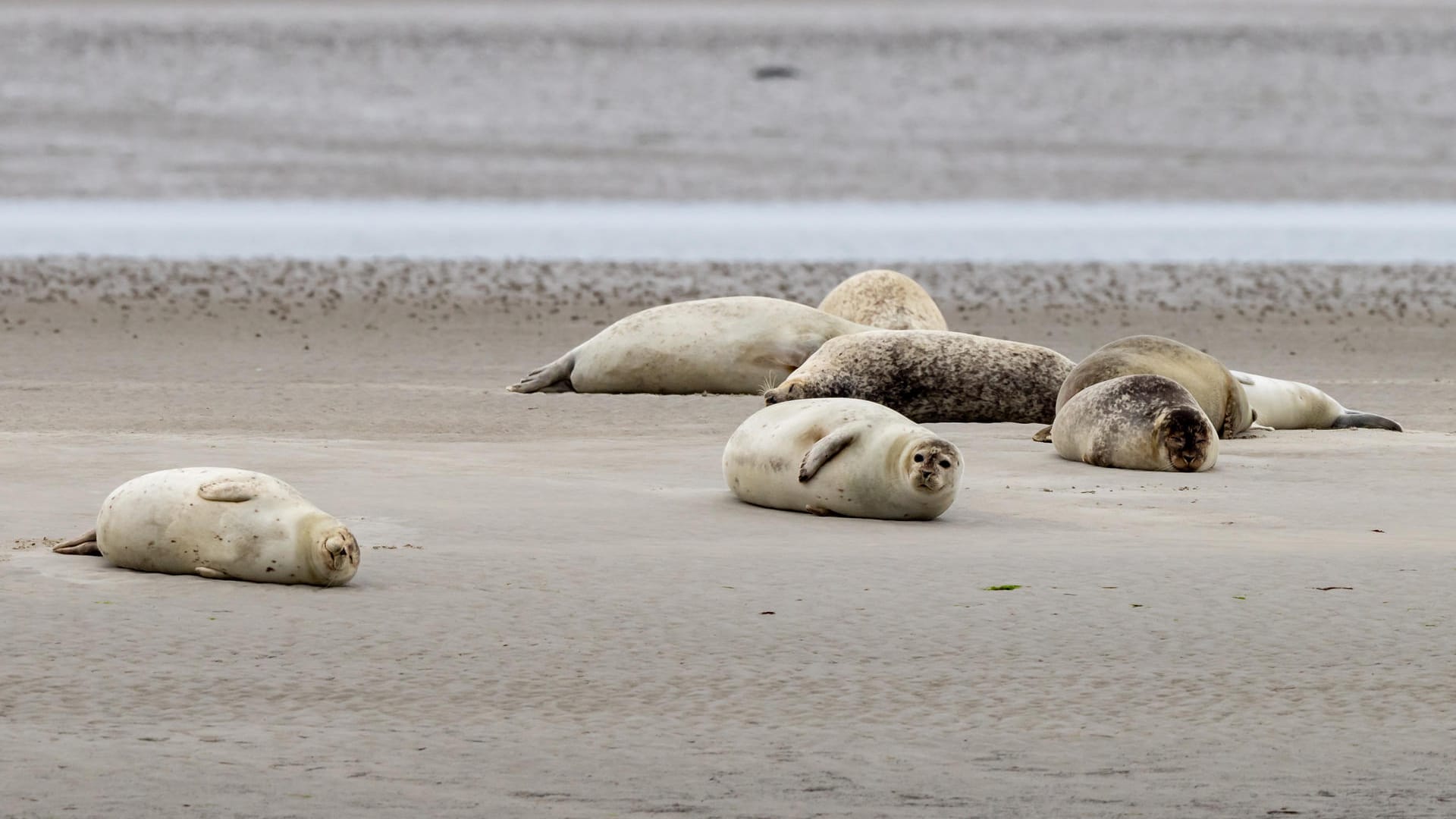 Im Sommer sammeln sich die Seehunde auf den Sandbänken im Wattenmeer, um sich um ihren Nachwuchs zu kümmern.