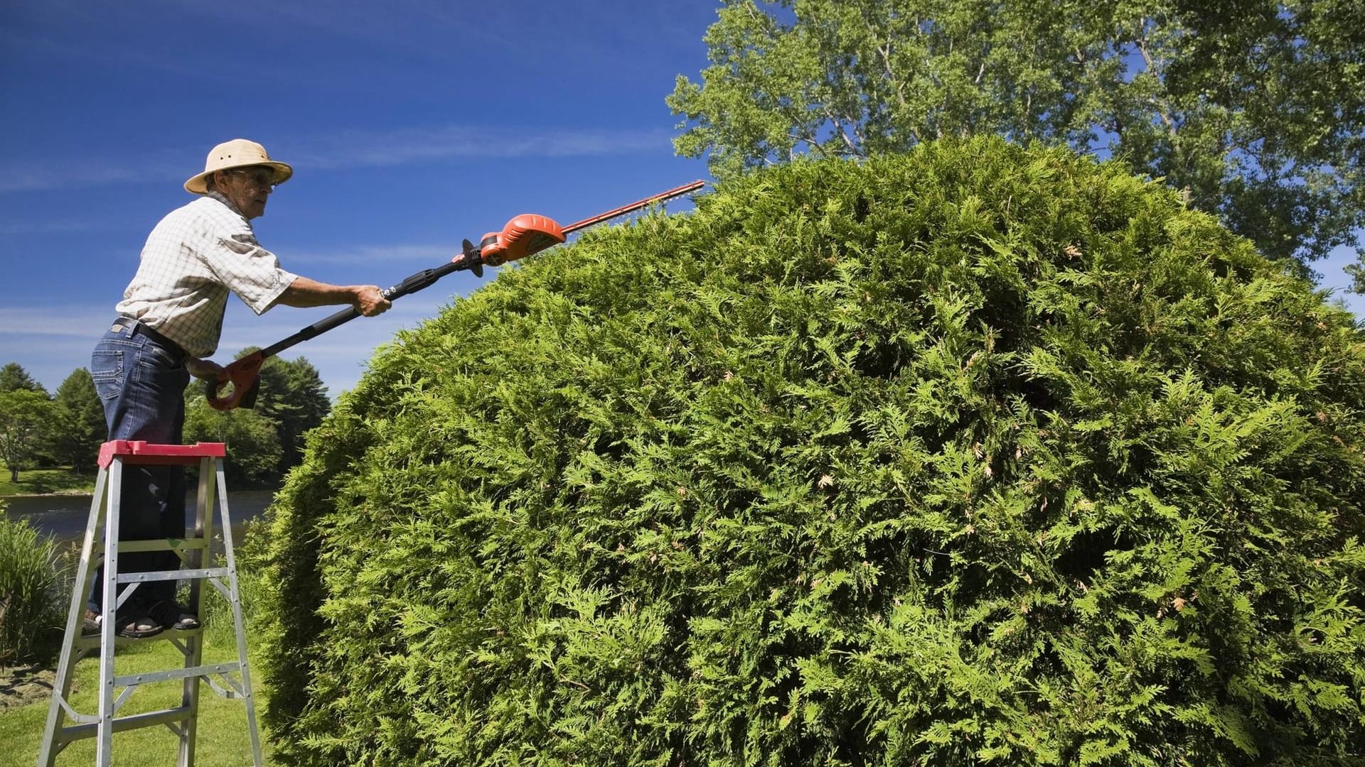 Garten-Highlight: Vor allem Koniferen, wie der Lebensbaum (Thuja), sind bei Gartenbesitzern besonders beliebt.