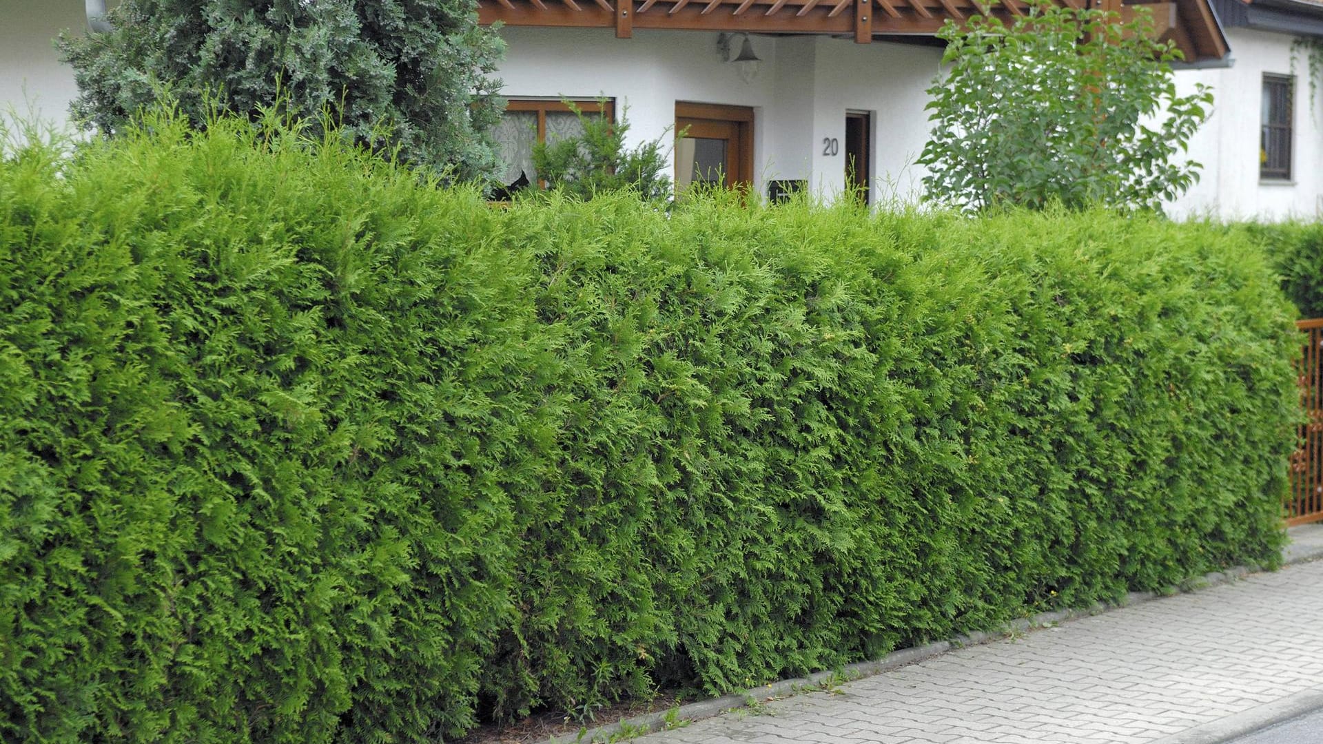 Abendländischer Lebensbaum (Thuja occidentalis Brabant): Diese Konifere ist besonders als Sichtschutz beliebt.