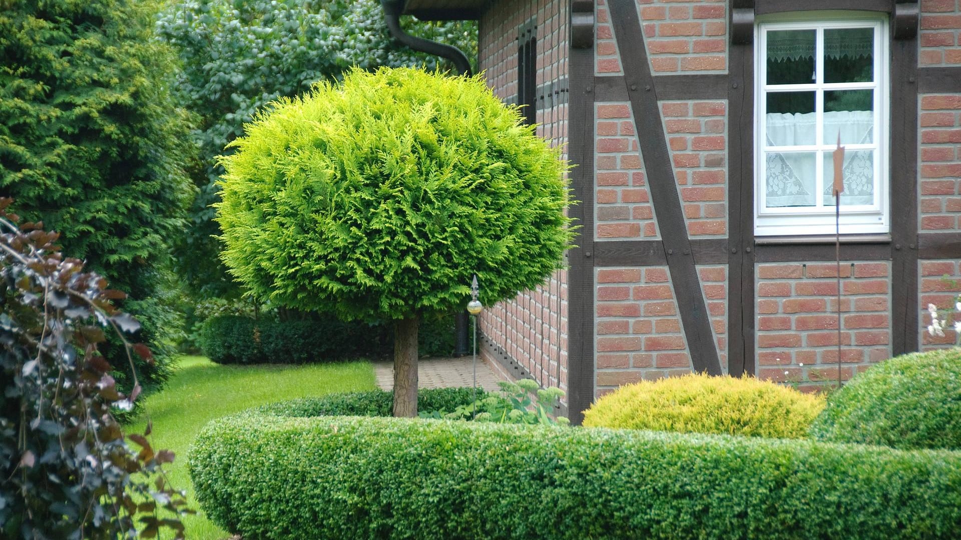 Kugelscheinzypresse: Geschnittene Koniferen sind markante Gestalten, die ein echter Hingucker sind.