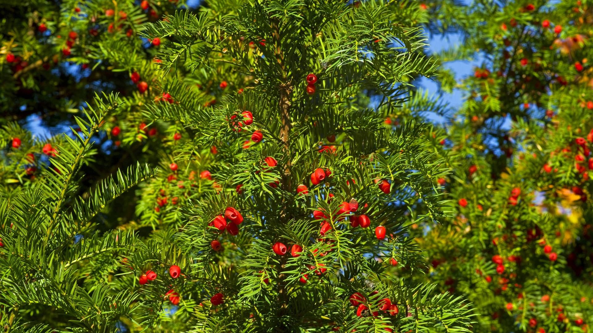 Gemeine Eibe (Taxus baccata): Sie ist eine der beliebtesten Koniferen.