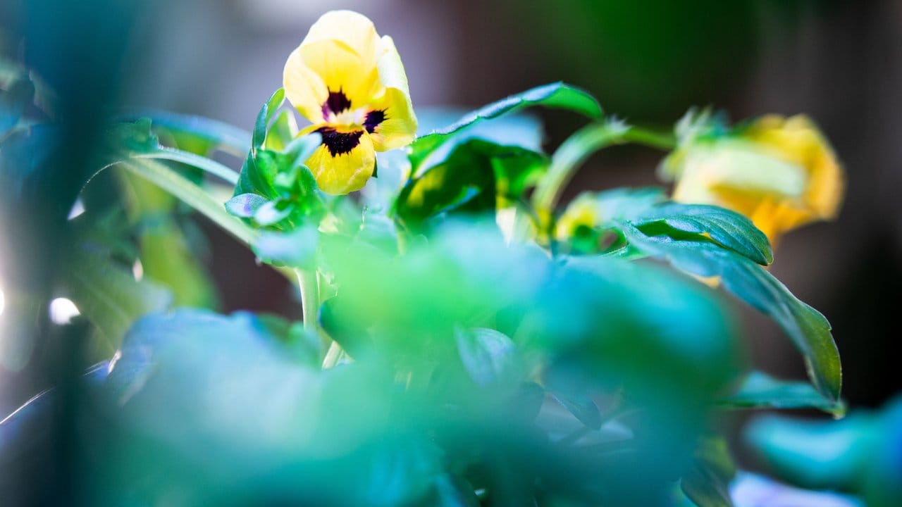 Kräuter, Salate und auch essbare Blüten lassen sich in den Pflanzsystemen fürs Haus züchten. Kräuter, Salate und auch essbare Blüten lassen sich in den Pflanzsystemen fürs Haus züchten.