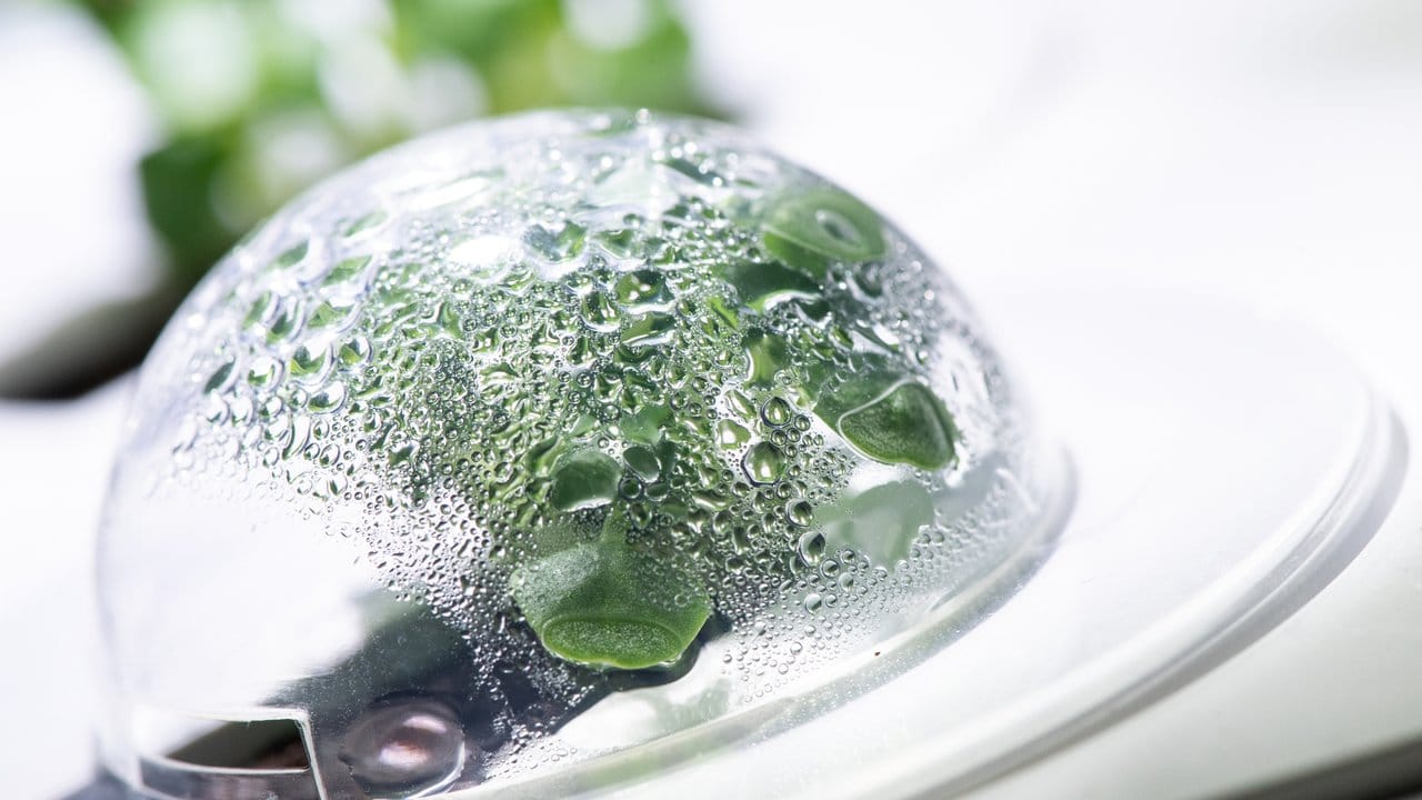 Über die Pflanzenkapsel im Smart Garden Click & Grow von Emsa kommen anfangs Anzuchthauben. Über die Pflanzenkapsel im Smart Garden Click & Grow von Emsa kommen anfangs Anzuchthauben.
