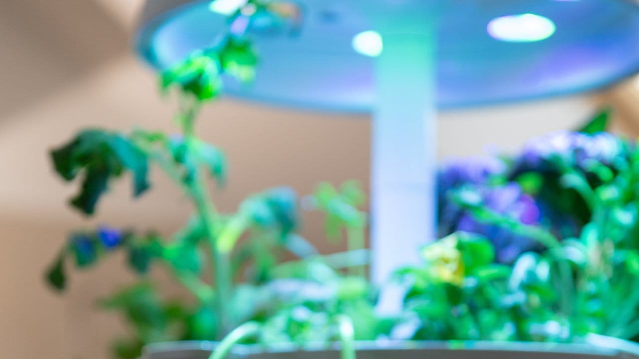 Die Pflanzsysteme funktionieren so gut, dass die Kräuter regelmäßig beerntet werden müssen. Die Pflanzsysteme funktionieren so gut, dass die Kräuter regelmäßig beerntet werden müssen.