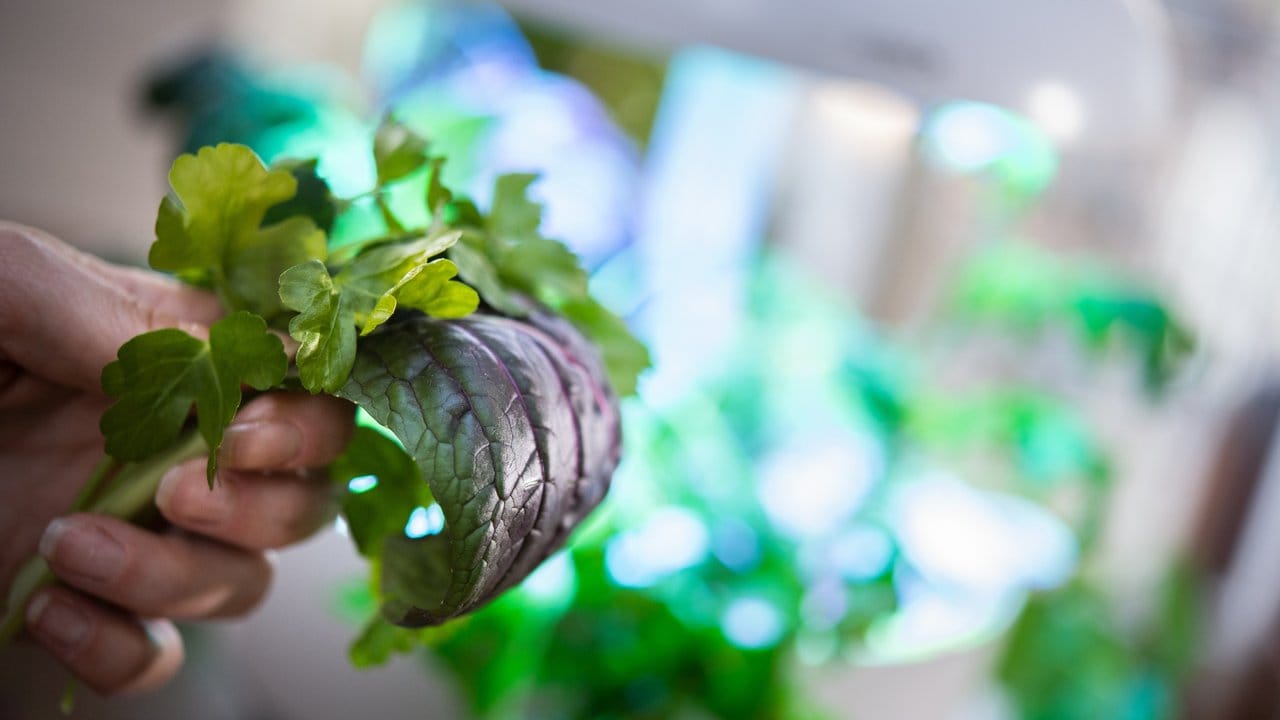 Die Indoor-Pflanzsysteme decken zumindest den Kräuterbedarf an den dunkelsten Wintertagen ab. Die Indoor-Pflanzsysteme decken zumindest den Kräuterbedarf an den dunkelsten Wintertagen ab.