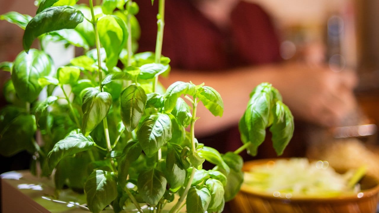 Spezielle Pflanzsysteme fürs Haus - hier das Click & Grow von Emsa - sollen die Ernte auch im Winter möglich machen. Spezielle Pflanzsysteme fürs Haus - hier das Click & Grow von Emsa - sollen die Ernte auch im Winter möglich machen.