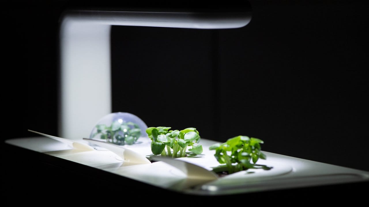 Die kleinen Sämlinge entwickeln sich rasch aus den Samenkapseln, die in Nischen des Smart Garden Click & Grow von Emsa kommen. Die kleinen Sämlinge entwickeln sich rasch aus den Samenkapseln, die in Nischen des Smart Garden Click & Grow von Emsa kommen.