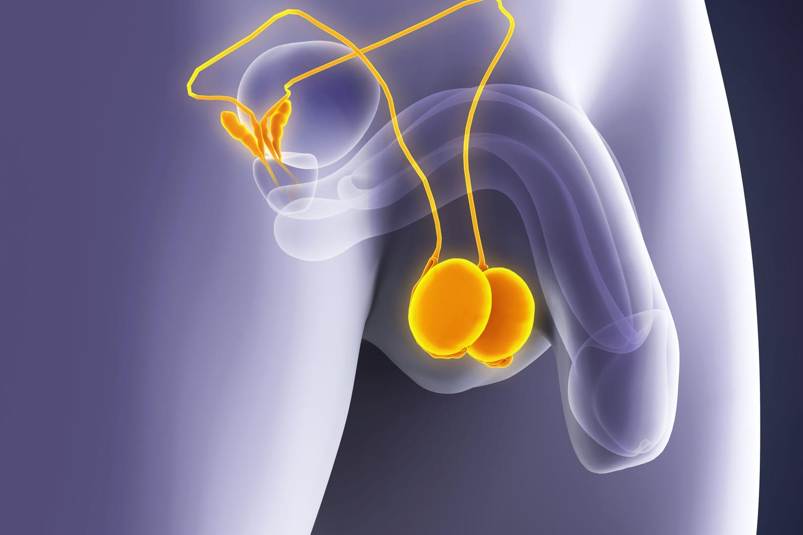 Anatomie der Hoden: Männer sollten ihre Hoden regelmäßig selbst abtasten.