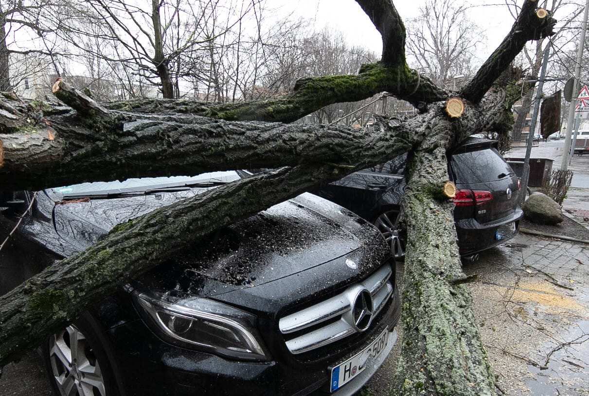 In Hannover ist ein Baum auf mehrere Autos gestürzt.