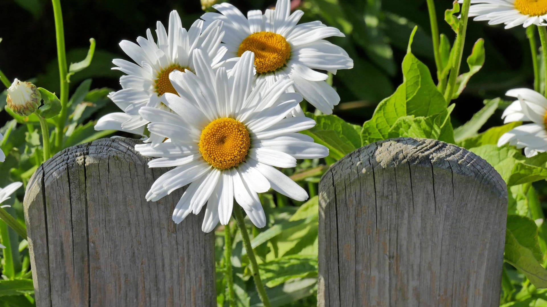 Sommermargerite (Leucanthemum maximum): Sie wird auch Gartenmargerite genannt und wächst sowohl im Beet als auch im Kübel. Ihre Blüten sind üppiger und vielfältiger als die der wilden Margeriten.