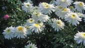 Gartenmargerite (Leucanthemum x superbum 'Real Dream'): Diese Sorte wirkt kompakt, verzweigt sehr gut und blüht über einen langen Zeitraum. Mit ihren großen Blüten ist sie auch als Schnittblume ideal.