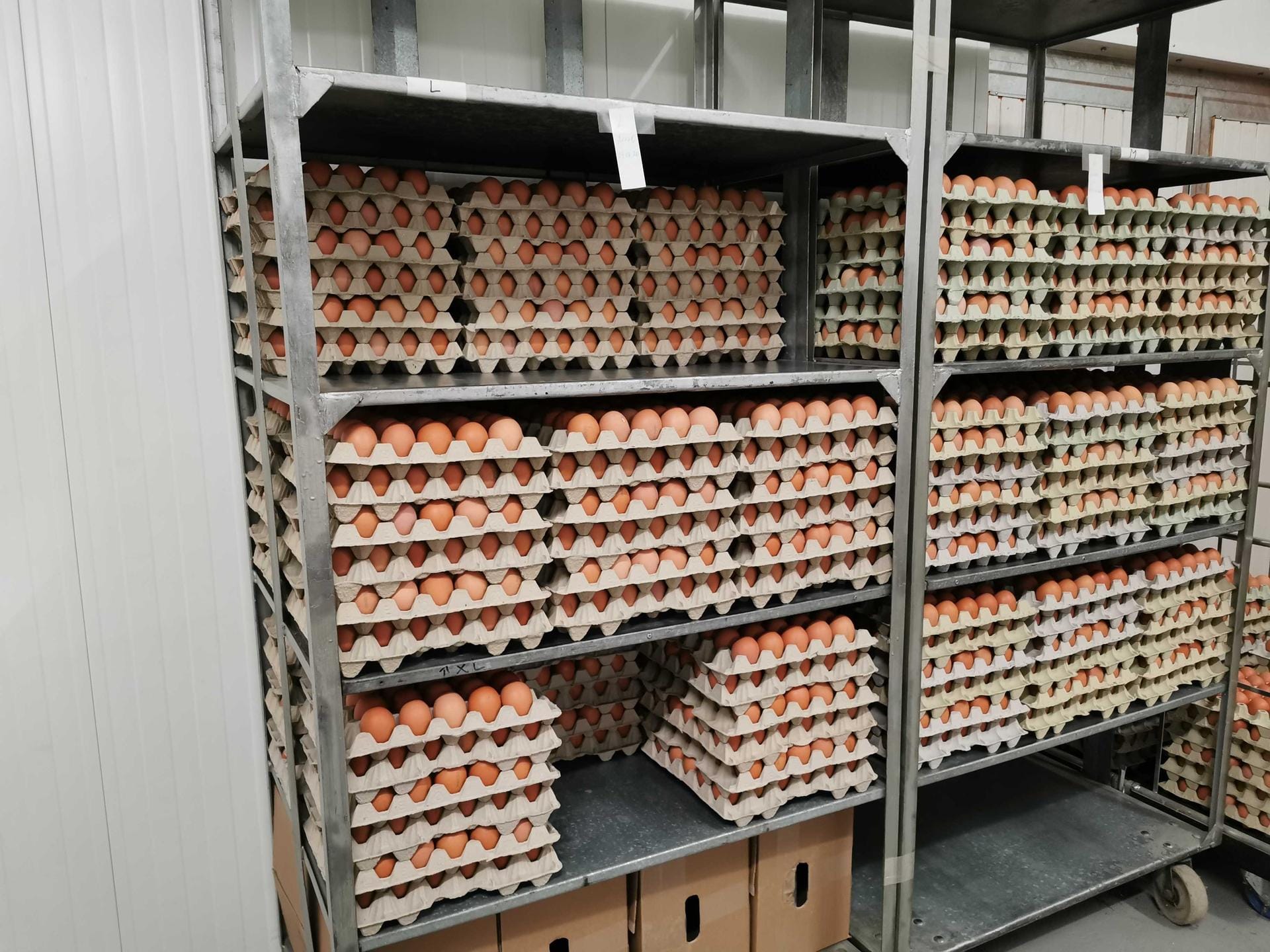 Verpackte Bioeier: Am Ende des Tages sind alle Eier einsortiert und können nun auf dem Wochenmarkt, im Hofladen oder in Bioläden verkauft werden.