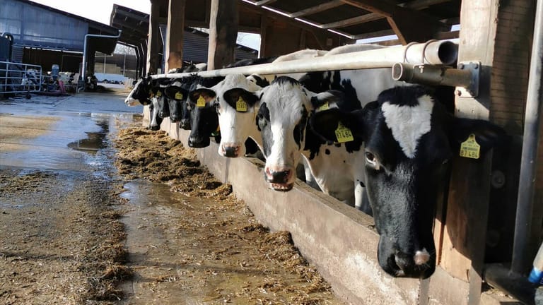 Milchkühe: In den sogenannten Laufställen sollte jede Kuh eine eingestreute Box zur Verfügung haben. Auch Scheuerbürsten zur Fellpflege sind günstig.