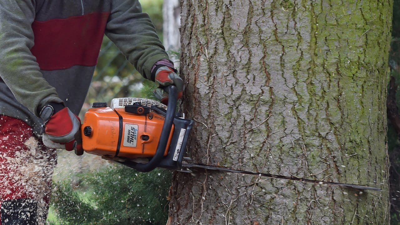 Wer einfach die Säge an einen Baum ansetzt, handelt sich unter Umständen Ärger ein. Wer einfach die Säge an einen Baum ansetzt, handelt sich unter Umständen Ärger ein.