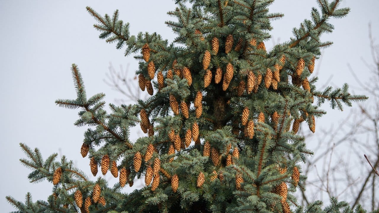 Auch wenn die Tannenzapfen an der Fichte irgendwann zu viel werden, sollte man sich bei den zuständigen Behörden informieren, ob der Baum gefällt werden darf.