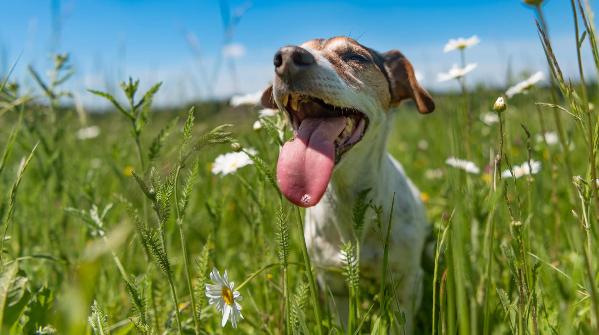 Hund: Die Hundstage sind nicht nach den Haustieren benannt.