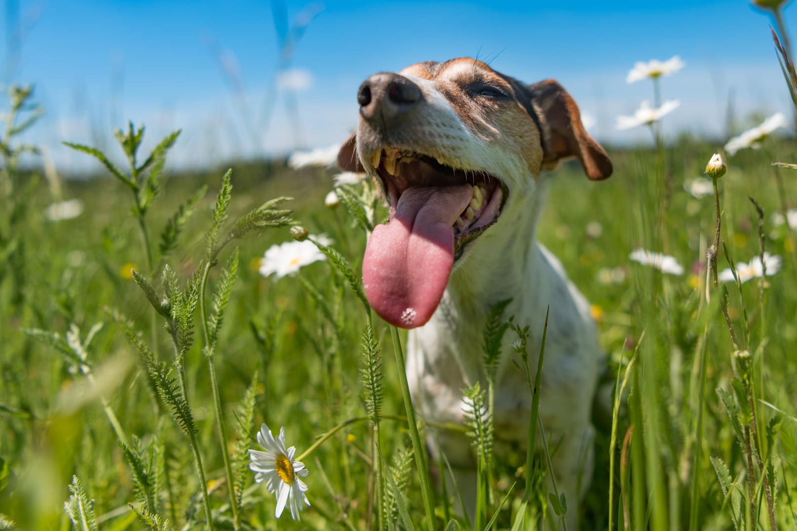 Hund: Die Hundstage sind nicht nach den Haustieren benannt.