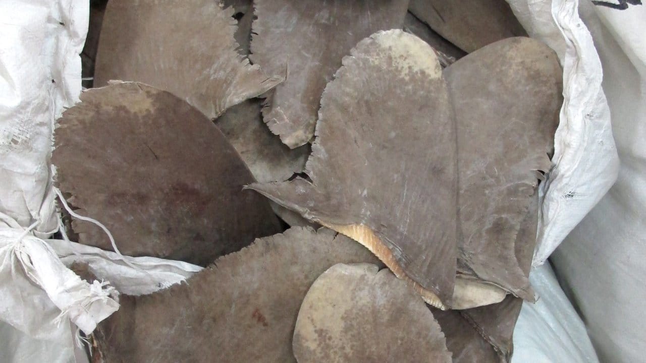 Getrocknete Haiflossen von Weißspitzen-Hochseehaien liegen gestapelt in einem Lager in Hongkong.