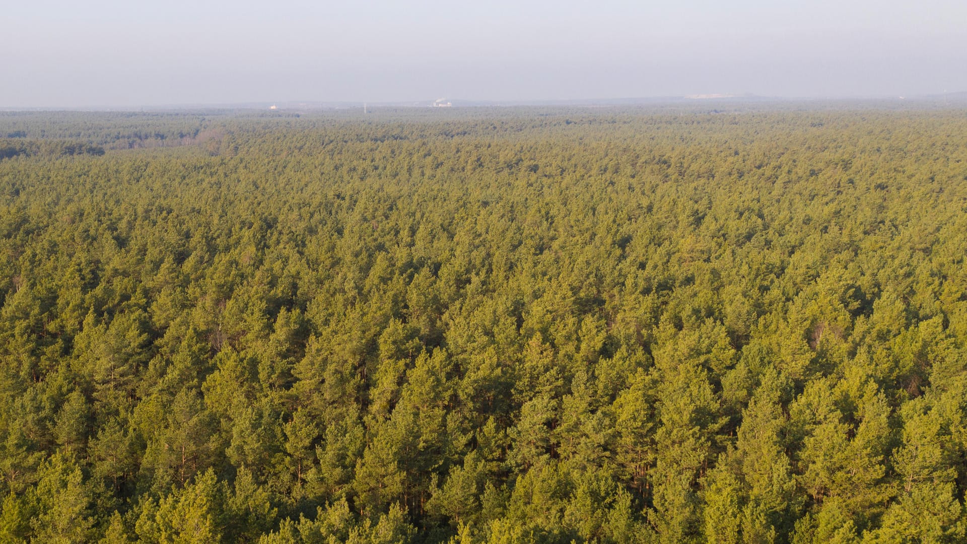 Vor der Rodung: Ehe die Holzfäller anrücken, stehen die Bäume in der Kiefernplantage im Januar dicht an dicht. An dieser Stelle soll später einmal die Teslas erste Großfabrik in Europa entstehen.