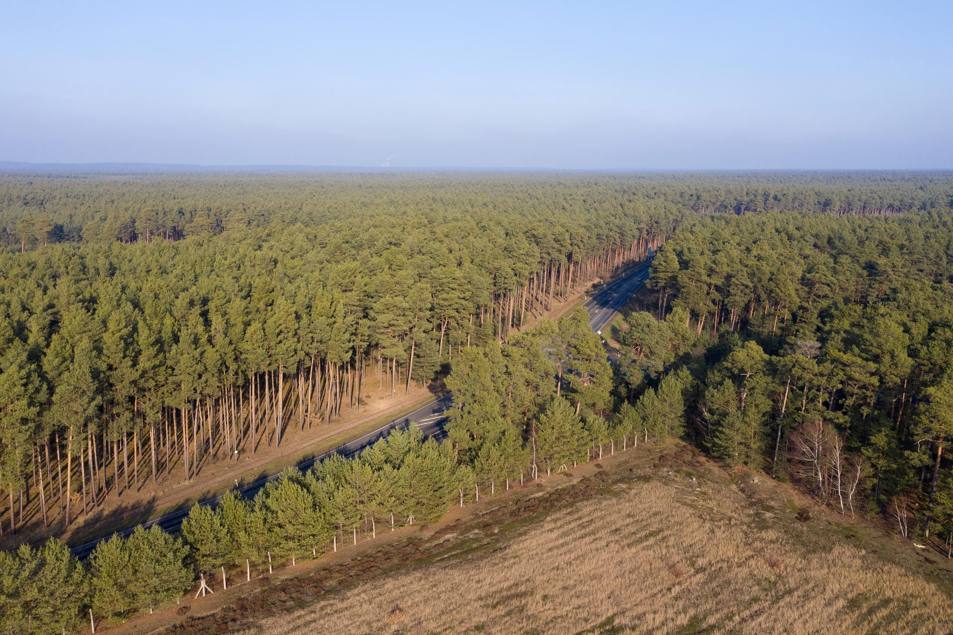 Der noch unebrührte Kiefernwald: Die Bäume links der Straße sollen dem Bau der Gigafcatory fallen. Das zuständige Umweltministerium von Brandenburg hatte dafür sein Einverständnis gegeben.