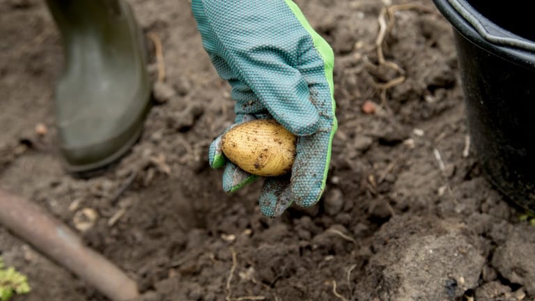Kartoffeln zählen zwar zum mehrjährigen Gemüse, müssen allerdings spätestens im Herbst wegen der Kälte ausgegraben werden.