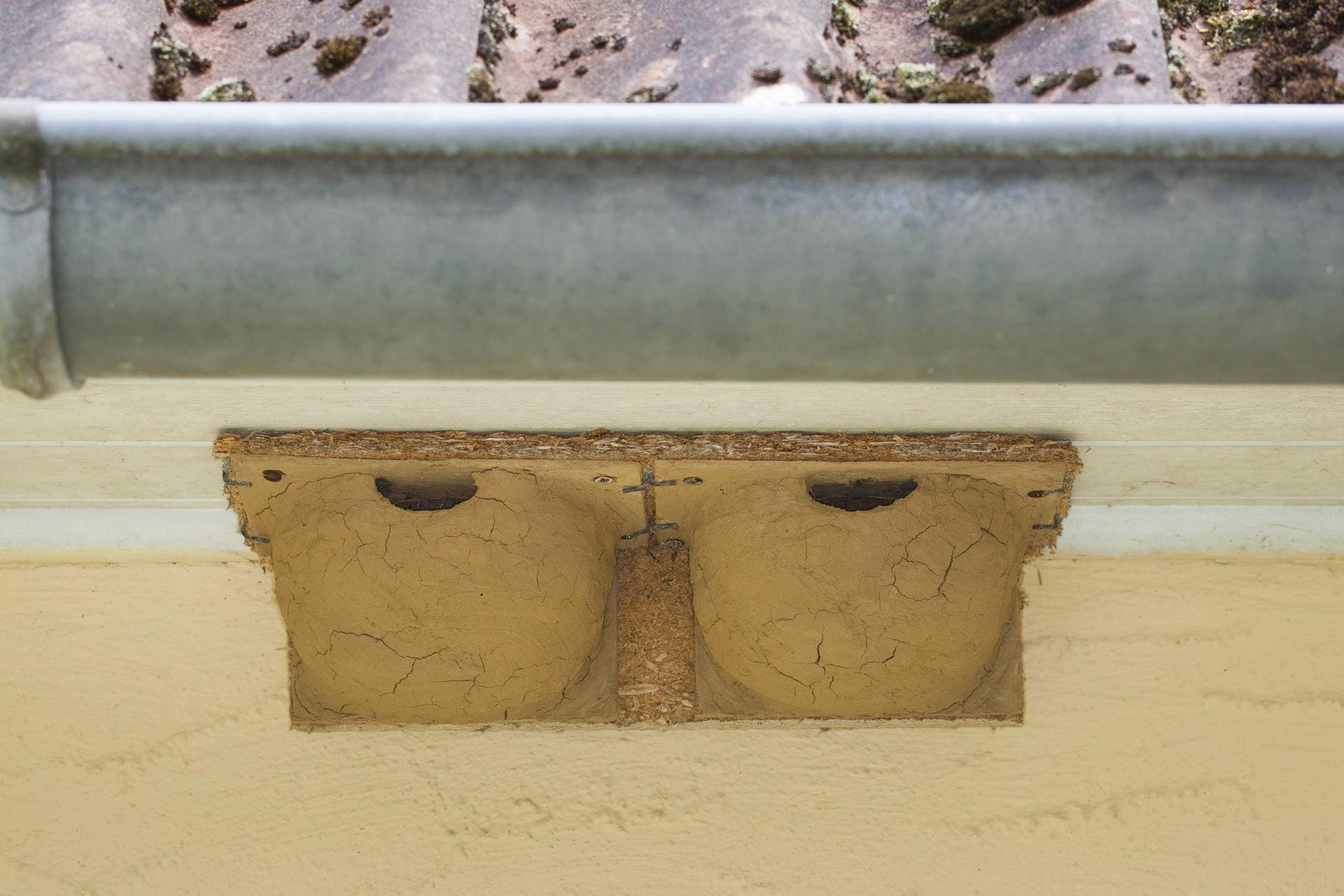 Künstliche Nisthilfe für Mehlschwalben (Delichon urbica): Ein optimaler Platz sind natürliche oder künstliche Überhänge wie Dachvorsprünge.