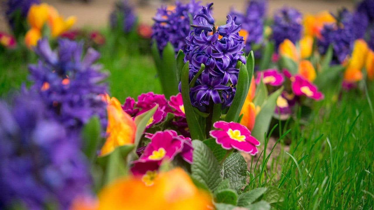 Bunte Mischung: Primeln und Hyazinthen lassen den Garten im Frühling farbenfroh leuchten.