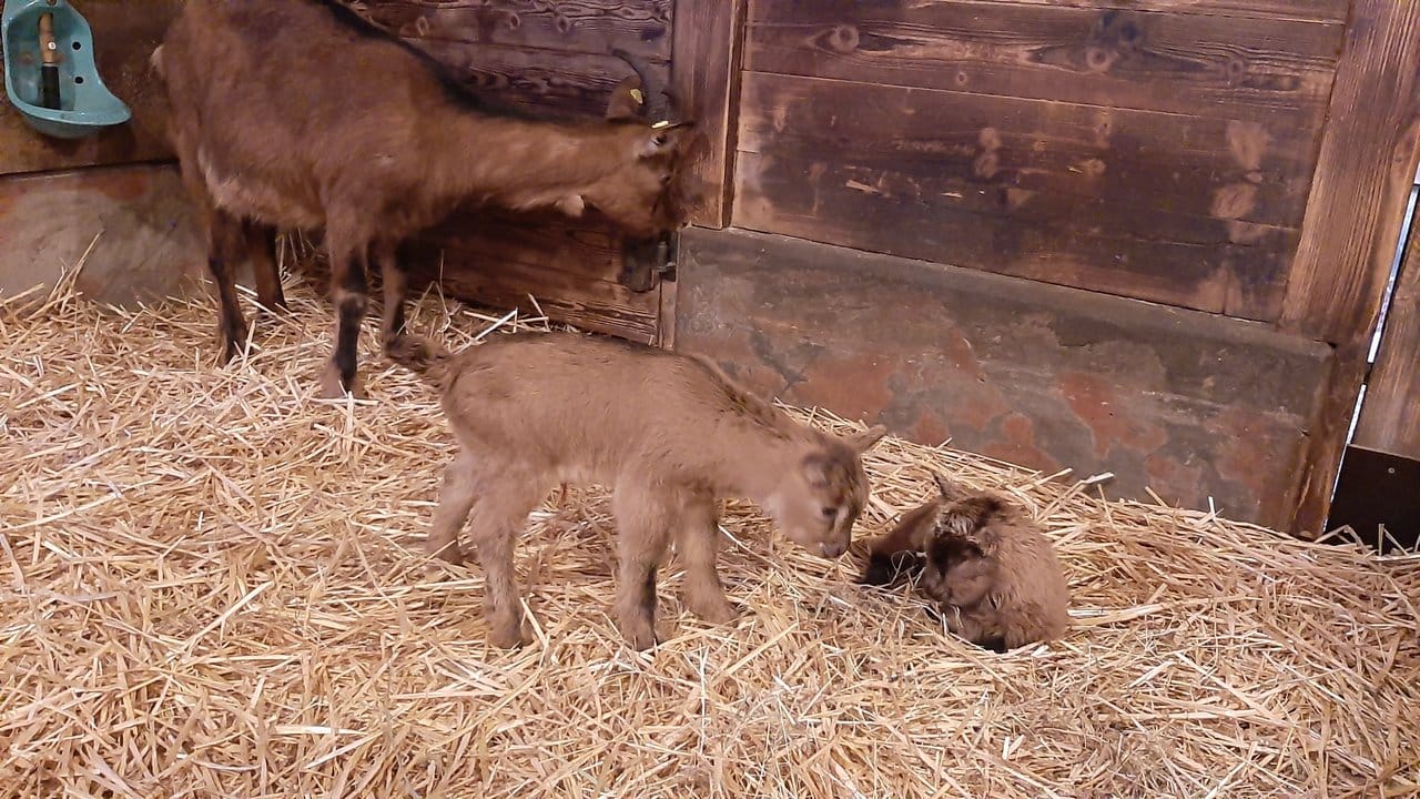 Ziegendame Ilse steht mit ihrem Nachwuchs im Stall im Zoo.