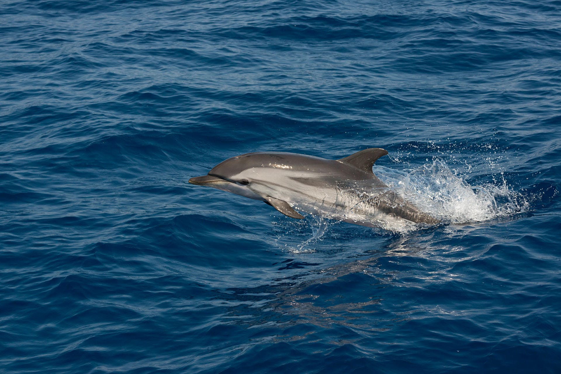 Delfin: Durch den verringerten Schiffsverkehr hat sich die Wasserqualität vielerorts verbessert und es herrscht in den Gewässern auch weniger Geräuschsmog. Das hat positive Effekte auf die Tierwelt. So wurden in den Häfen von Triest und Cagliaria wieder Delfine gesichtet. (Symbolbild)