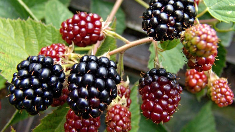 Frische Brombeeren: Die Sommerfrüchte können im Garten oder auf dem Balkon gepflanzt werden.