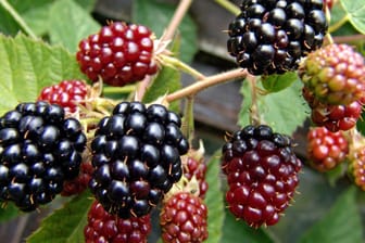 Frische Brombeeren: Die Sommerfrüchte können im Garten oder auf dem Balkon gepflanzt werden.