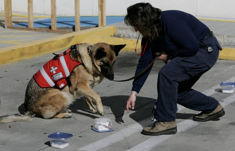 Leichenspürhund: Hunde werden auch in Katastrophengebieten oder an möglichen Tatorten eingesetzt, um Leichen aufzuspüren. (Archivbild)