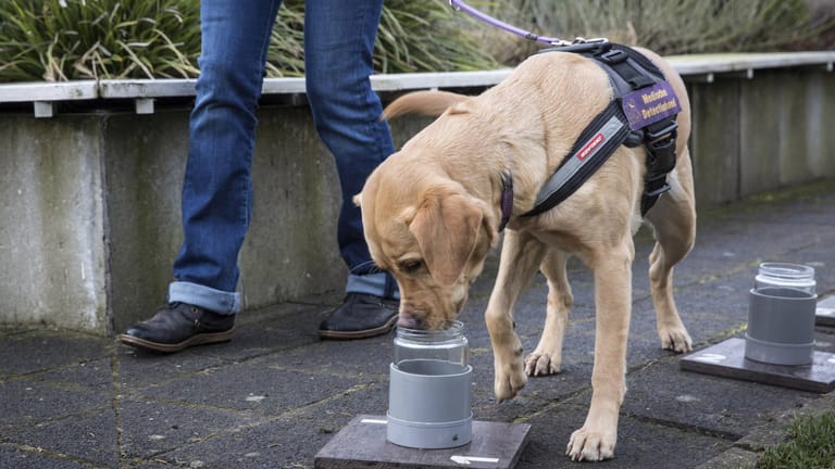 Medizinspürhund in den Niederlanden: Vor dem Einsatz als Spürhund durchlaufen die Tiere ein intensives Training.