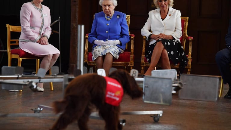 Feierlichkeiten zum zehnjährigen Bestehen der Organisation "Medical Detection Dogs" mit der Queen: In Großbritannien bildet die Organisation seit 2008 Hunde für den Einsatz als Medizinspürhund aus. (Archivbild)
