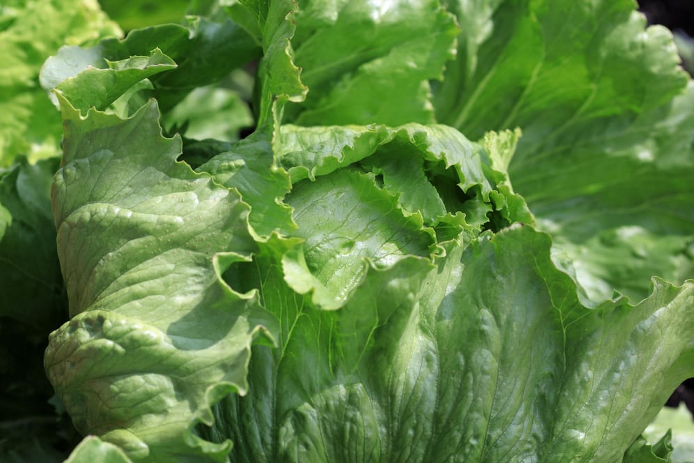 Kopfsalat: In ein feuchtes Tuch gewickelt bleibt Salat im Kühlschrank mehrere Tage frisch.