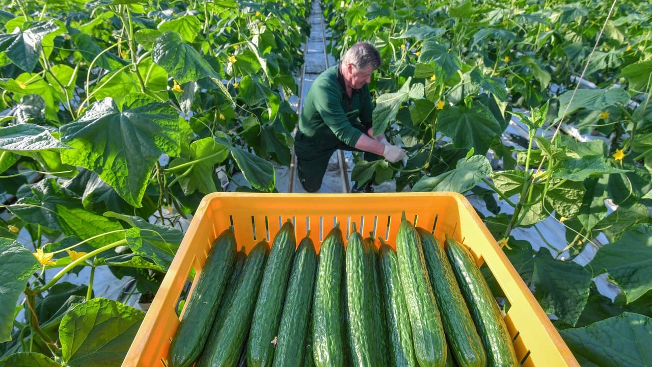Erntehelfer können in Zeiten von Corona länger sozialversicherungsfrei arbeiten. Erntehelfer können in Zeiten von Corona länger sozialversicherungsfrei arbeiten.