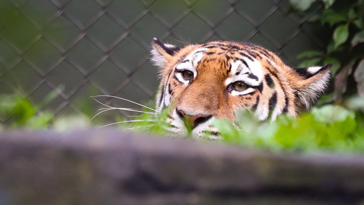 In einem Zoo in New York wurde das Coronavirus bei einem Tiger festgestellt.