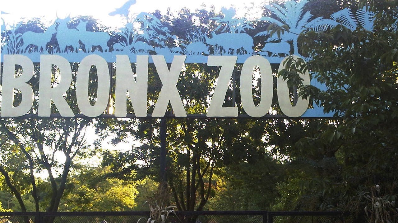 der Eingang zum Bronx Zoo in New York, wo sich die Übertragung des Virus von Mensch auf Tier ereignete.