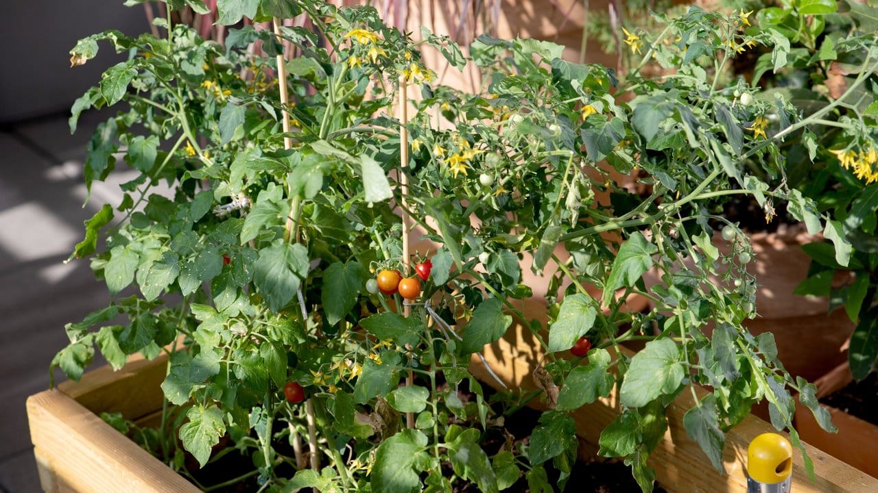 Pflanzen im Topf - wie diese Tomate - brauchen regelmäßig Dünger.
