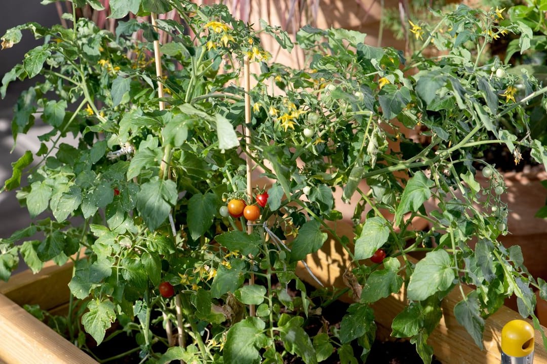 Pflanzen im Topf - wie diese Tomate - brauchen regelmäßig Dünger.