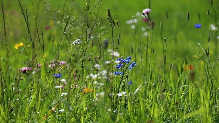 Wildblumen statt eines Rasens brauchen viel weniger Pflege, denn das regelmäßige Mähen entfällt.