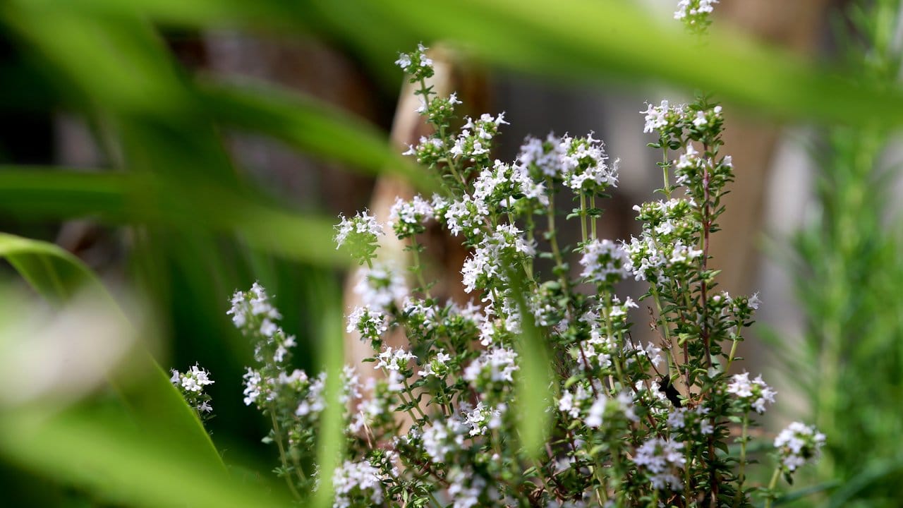 Thymian macht sich im Garten gut - und versprüht das Gefühl unberührter Natur. Thymian macht sich im Garten gut - und versprüht das Gefühl unberührter Natur.