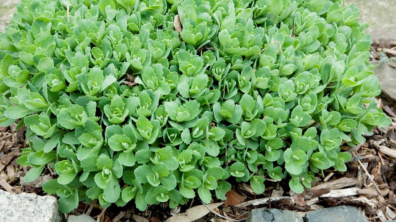 Den Garten möglichst natürlich gestalten, das gefällt vielen - eine passende Pflanze kann die Fetthenne sein. Den Garten möglichst natürlich gestalten, das gefällt vielen - eine passende Pflanze kann die Fetthenne sein.