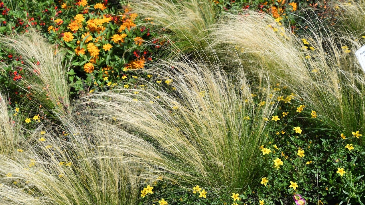 Warum nicht mal mexikanisches Federgras in den Garten bringen? Das passt gut zu einem naturalistischen Garten. Warum nicht mal mexikanisches Federgras in den Garten bringen? Das passt gut zu einem naturalistischen Garten.