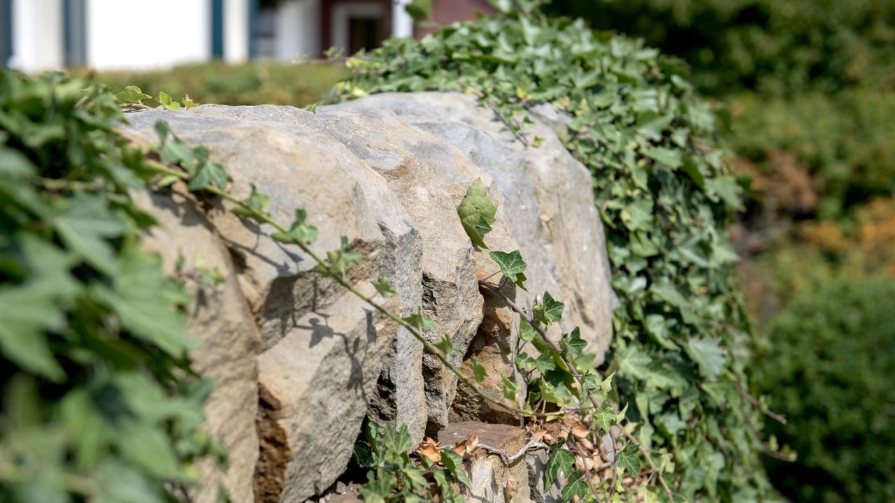 Verwitterte Optik statt akkurat gepflegt: Eine Natursteinmauer macht sich im Garten gut. Verwitterte Optik statt akkurat gepflegt: Eine Natursteinmauer macht sich im Garten gut.