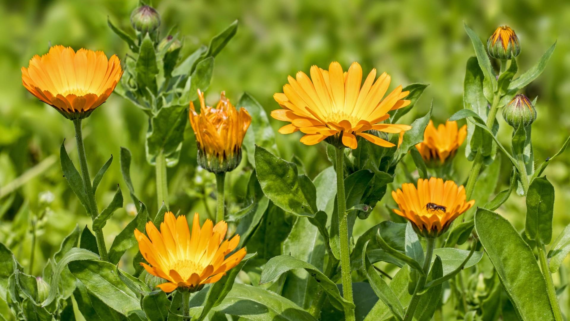 Ringelblume (Calendula officinalis): Sie gehört zu den ältesten Gartenpflanzen.